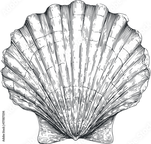 A detailed black and white illustration of a scallop shell showcasing its unique texture and shape.