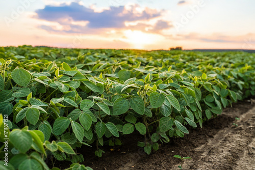 Rows of soybean plants growing on fertile farmland at sunset
