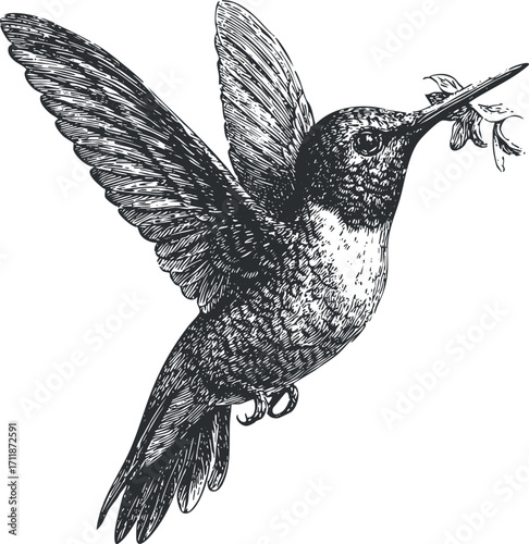 A detailed vintage illustration of a hummingbird hovering with a flower in its beak.