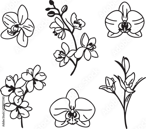 Orchid flower vector illustration: black and white floral design elements eps silhouette