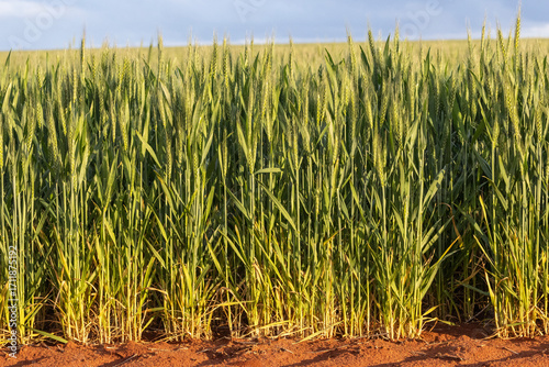Wheat crop photographed Western Australia