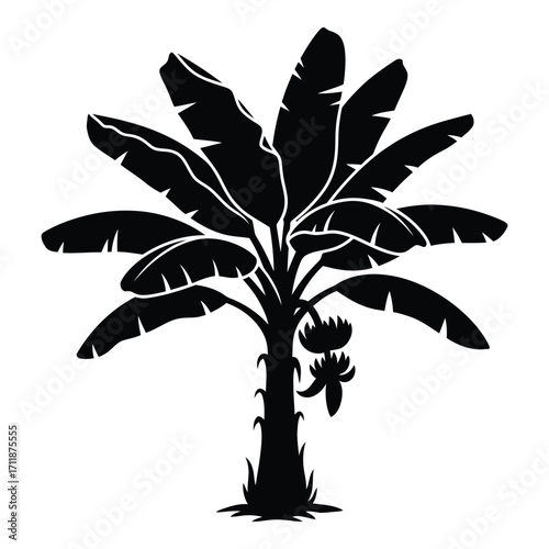 Silhouette of a banana tree with fruit and large leaves in black and white silhouette