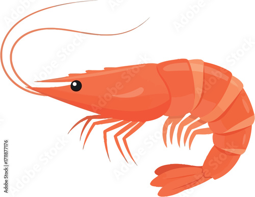 A vibrant, detailed illustration of a single, cooked shrimp against a clean white background.
