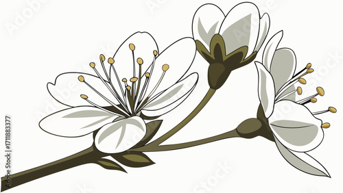 White Blossoms Branch Spring Flowers Botanical Illustration Floral Design Element.