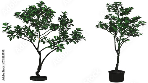 Two potted plants with lush green foliage isolated on white background.