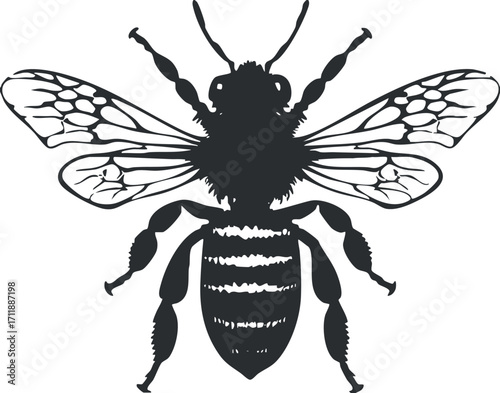 A detailed silhouette of a bee illustrating its wings and body structure for educational purposes.