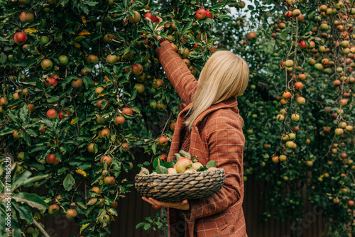 young European woman in a vintage brown wool blazer stands on a wooden ladder, carefully selecting and picking a ripe apple