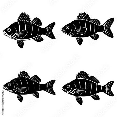 Four graphic black and white striped perch fish swimming in different directions on a white background