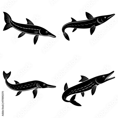 Four stylized black and white illustrations of garfish swimming in different directions on a white background
