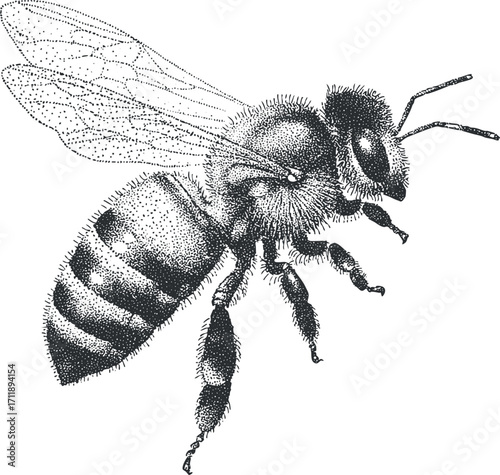 Detailed illustration of a bee showcasing its anatomy and wings in a black and white style