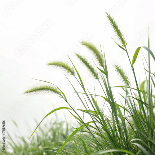 green grass background