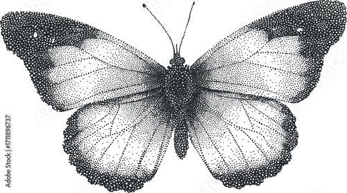 Detailed black and white illustration of a butterfly showcasing intricate wing patterns and textures.