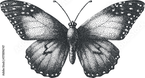 Detailed black and white illustration of a butterfly showcasing intricate wing patterns and textures.