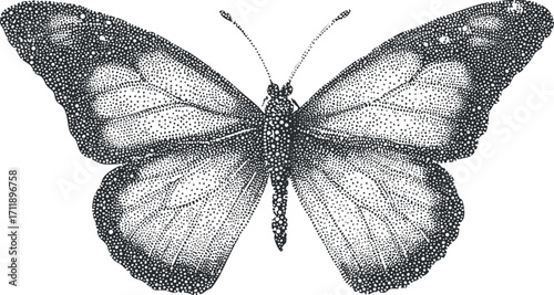 Detailed black and white illustration of a butterfly showcasing intricate wing patterns.