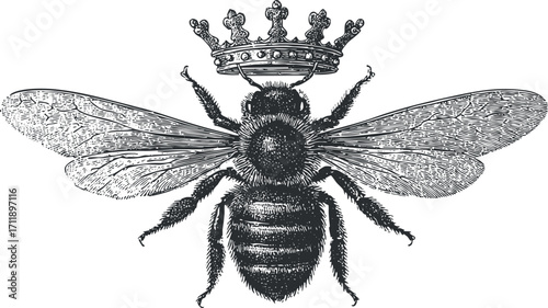 A detailed vintage illustration of a crowned bee symbolizing royalty and nature.