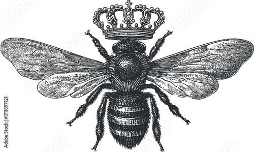An intricate vintage illustration of a bee adorned with a crown, symbolizing royalty and nature.
