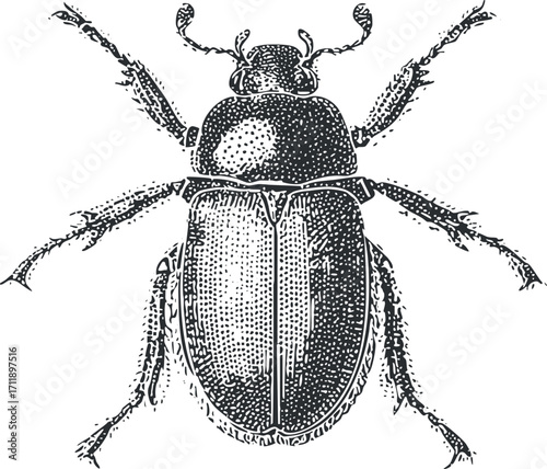 Detailed black and white illustration of a beetle showcasing its anatomical features.