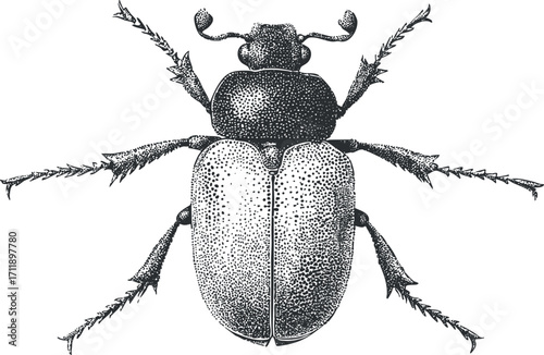 Detailed black and white illustration of a beetle showcasing its anatomical features and textures.