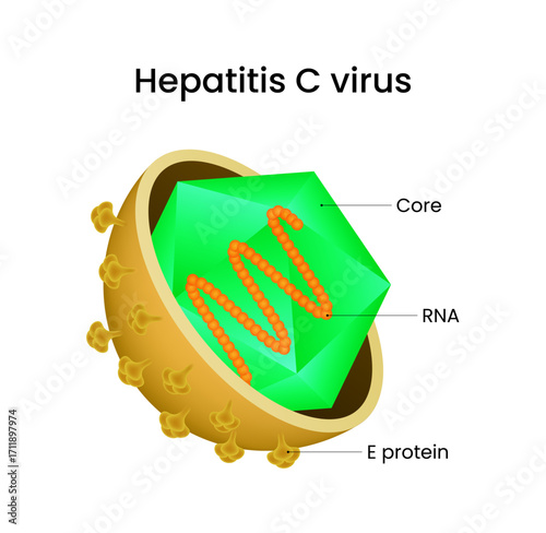 Hepatitis C Virus Structure and Components