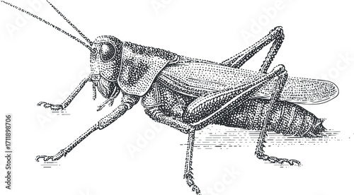 Detailed illustration of a grasshopper showcasing its anatomy and features in a scientific style.