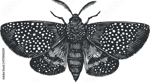 Detailed black and white illustration of a moth showcasing its unique wing patterns.