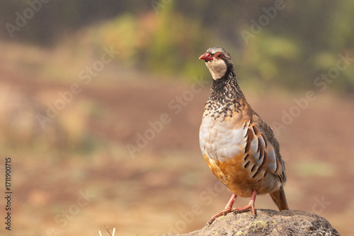 Fotografie Red-legged partridge in its environment