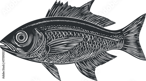 Detailed illustration of a fish showcasing intricate scales and fins in black and white.