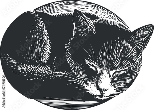 A detailed line art illustration of a sleeping cat curled up in a circular design.