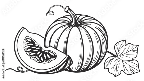 Pumpkin illustration autumn harvest food design black and white drawing vegetable graphic fall clipart thanksgiving decoration line art botanical illustration engraved style sliced pump.