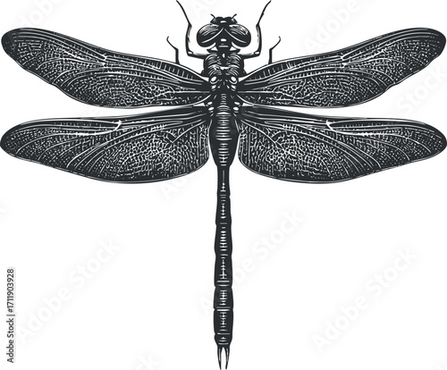Detailed black and white illustration of a dragonfly showcasing its intricate wing structure.