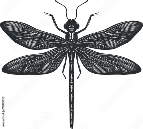 A detailed black and white illustration of a dragonfly showcasing its intricate wings and body.