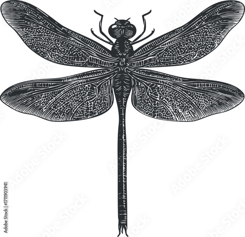 Detailed black and white illustration of a dragonfly showcasing intricate wing patterns and anatomy.