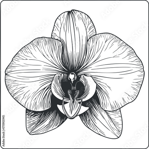 Detailed illustration of an orchid flower in black and white, showcasing its unique petals and structure.