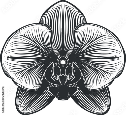 Stylized black and white illustration of an elegant orchid flower with detailed petals and structure.