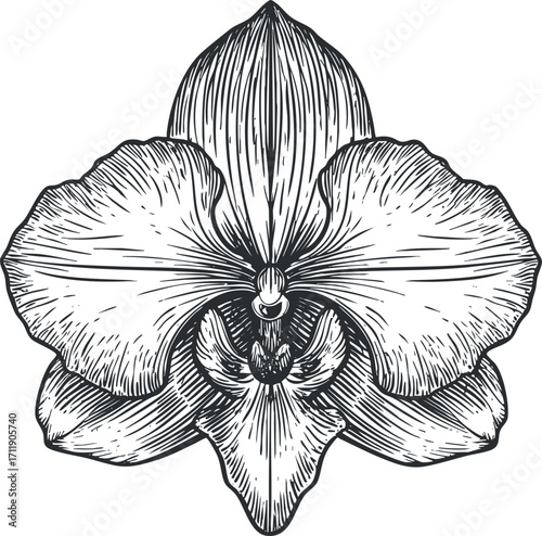 Intricate black and white illustration of an elegant orchid flower showcasing its detailed petals.