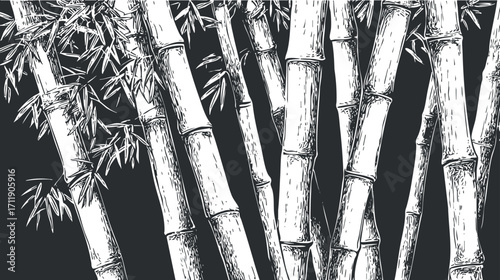 Detailed sketch illustration of bamboo stalks and leaves on a dark background.