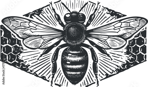 Detailed black and white illustration of a bee with honeycomb background showcasing nature and pollination.
