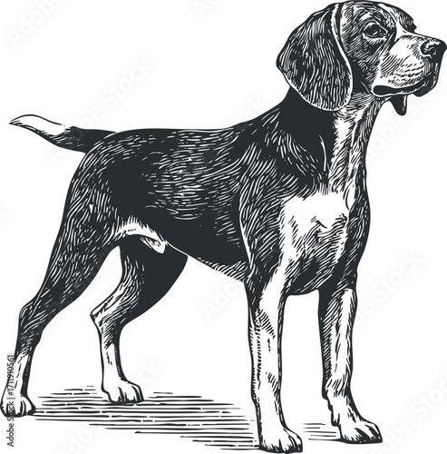 A detailed black and white illustration of a standing beagle dog showcasing its playful nature.