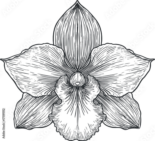 Detailed black and white sketch of an elegant orchid flower emphasizing its unique petals and structure.