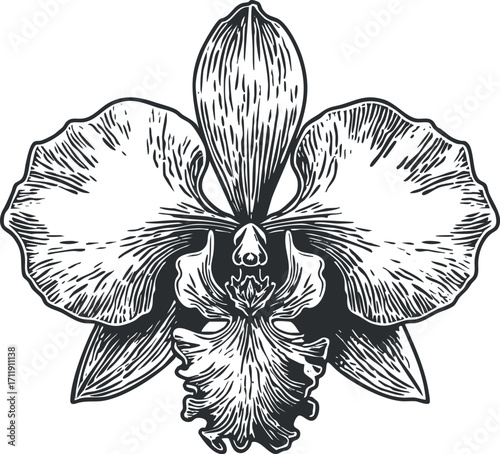 A detailed sketch of an elegant orchid flower showcasing its unique petals and structure.
