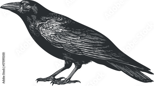 A detailed black and white illustration of a raven showcasing its elegant features and feathers.