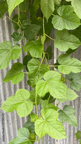 green leaves background