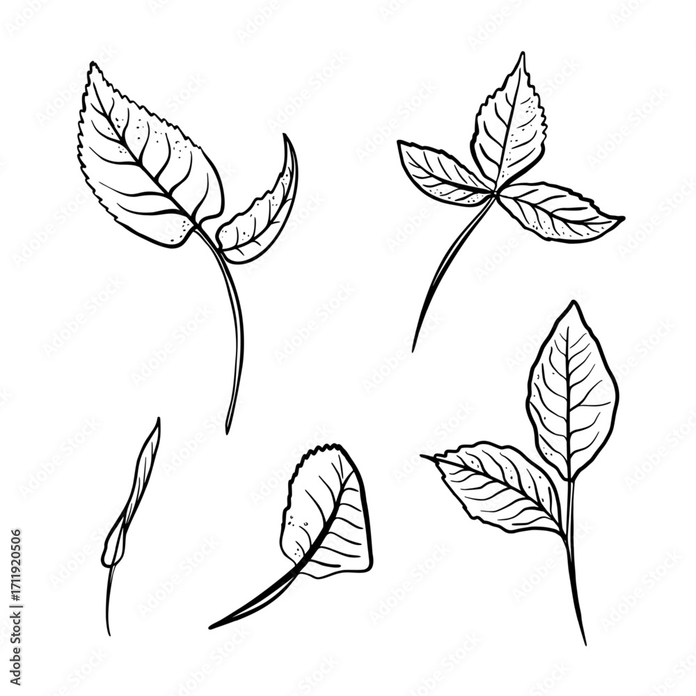 Fototapeta premium Black and white botanical clipart rose leaves vector. Hand drawn leaves and branches line art. Minimalist contour foliage illustrations for packaging, logos, and nature themed designs.