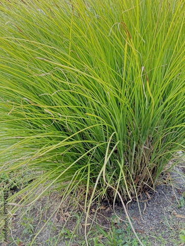 Lomandra longifolia