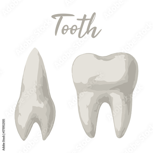tooth in watercolor illustration style, isolated vector on white background