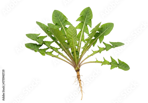 Vibrant dandelion plant showcasing lush green leaves and roots, isolated on a clean background