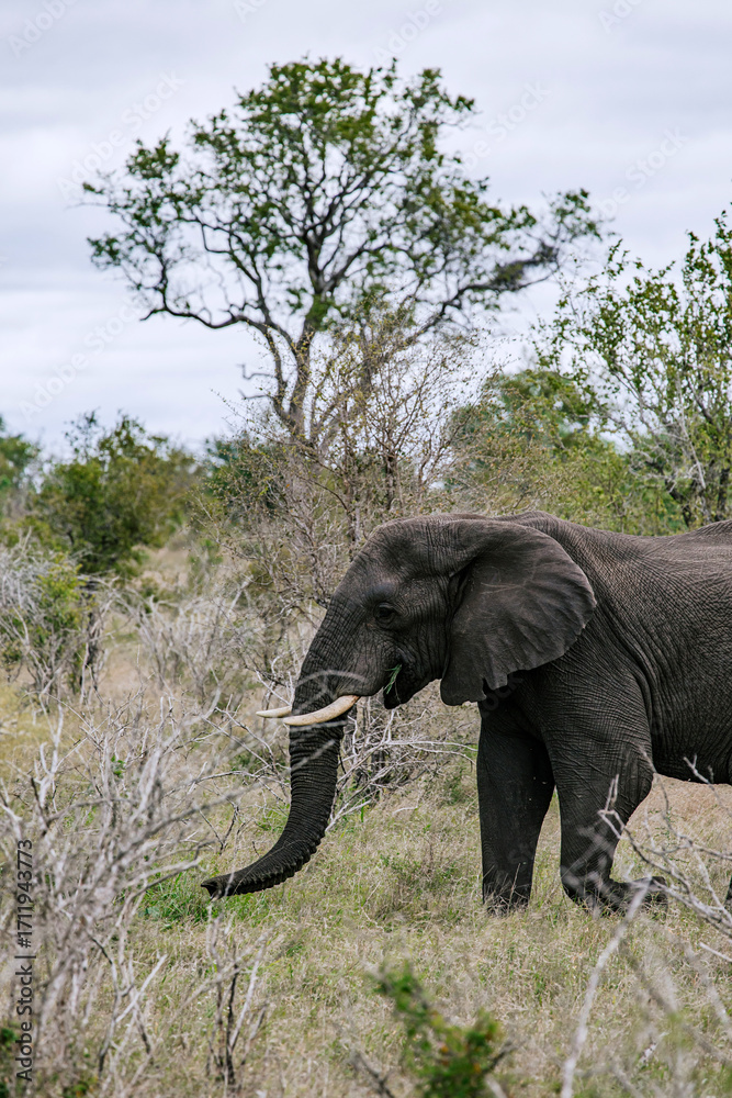 Fototapeta premium Happy elephant walking in wild nature