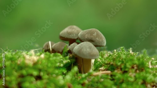 brown mushrooms growing in moss (time lapse)