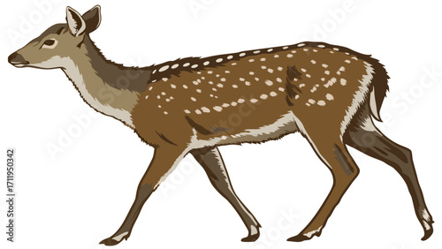 Spotted Deer Fawn Wildlife Illustration Animal Print Nature Design Forest Creature Cute Deer Brown Deer Walking Deer Side Profile Mammal Illustration Zoo Animal Wild Animal Graphic D.