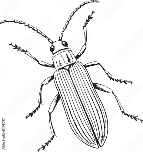Corn rootworm Insect, Farm Pest in Agriculture, Hand-drawn Engraving Black and White Vector Illustration, Sketch linear line Art, Isolated